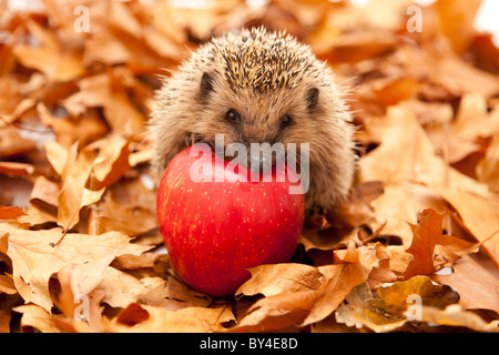 Igel haben wenig verändert in den letzten 15 Millionen Jahren. Stockfoto