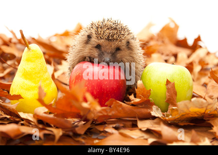 Igel haben wenig verändert in den letzten 15 Millionen Jahren. Stockfoto