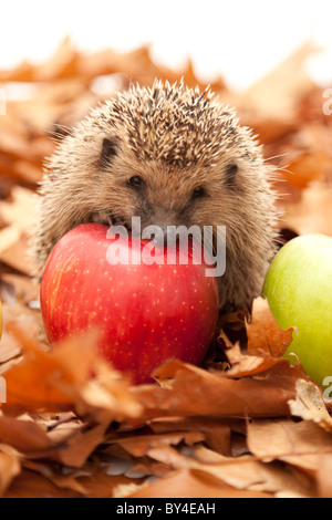 Igel haben wenig verändert in den letzten 15 Millionen Jahren. Stockfoto