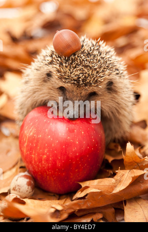 Igel haben wenig verändert in den letzten 15 Millionen Jahren. Stockfoto