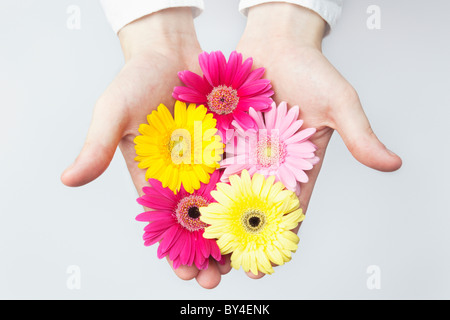 Hand Gerbera Blumen Stockfoto