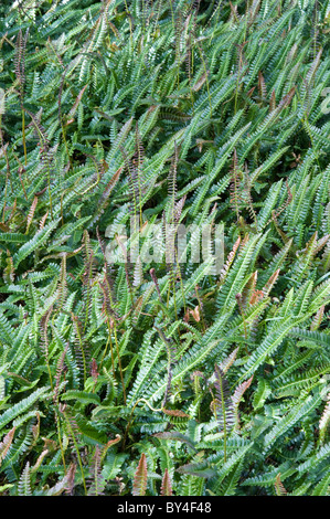 Pluma de wächst Mar (Blechnum Penna-Marina) in Nothofagus Wald Parque Nacional Tierra del Fuego östlich von Ushuaia, Argentinien Stockfoto