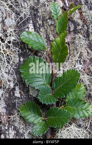 Lenga (Nothofagus Pumilio) verlässt mit Rinde im Hintergrund Parque Nacional Tierra del Fuego westlich von Ushuaia, Argentinien Stockfoto