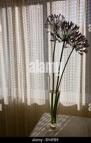 Agapanthus Stiele in Vase Stockfoto