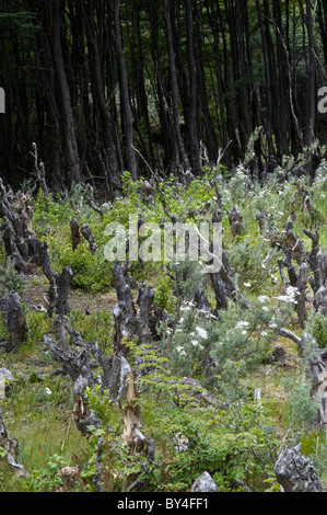 Südliche Buche (Nothofagus SP.), durch ein amerikanischer Biber (Castor Canadensis) gefällt und verwendet, um Dämme zu bauen. Regeneration. Stockfoto