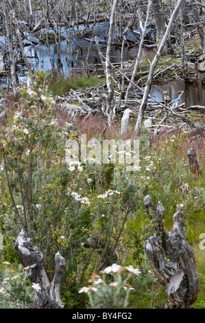 Nothofagus SP. Bäume tot wegen Überschwemmungen herbeigeführt durch Staudammbauen durch Biber Hinweise auf neue nachwachsen Tierra Del Fuego Stockfoto