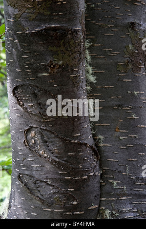 Lenga (Nothofagus Pumilio) Rinde junger Baum Parque Nacional Tierra del Fuego östlich von Ushuaia-Argentinien-Südamerika Stockfoto