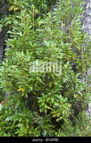 Canelo, wächst im Winter Rinde (Drimys Winteri) Gesamtansicht in Nothofagus Wald Parque Nacional Tierra del Fuego westlich von Ushuaia Stockfoto