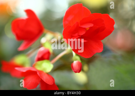 Rot Begonia Blumen Stockfoto