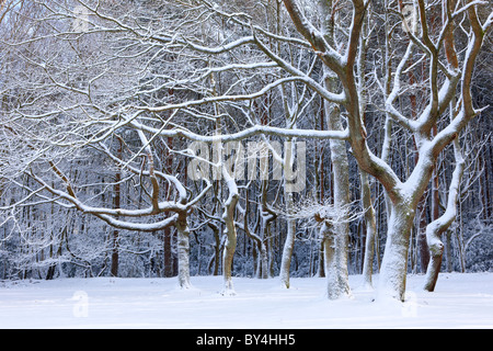 Schneebedeckte Wälder am Freitag Street, Surrey Stockfoto