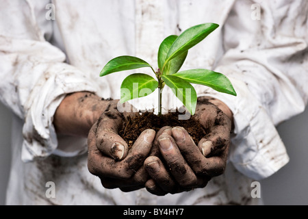 Sapling in hohlen Hände Stockfoto