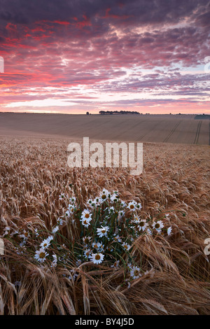 Sonnenaufgang über der hügeligen Landschaft von Hampshire, South Downs National Park Stockfoto