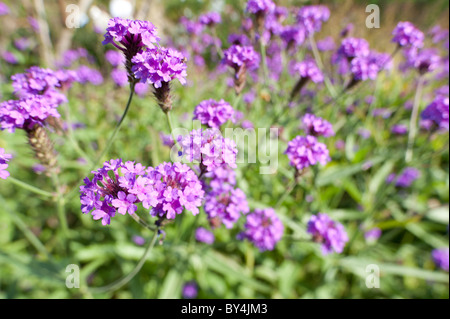 Verbena Rigida Blütenköpfchen in voller Blüte in krautige mehrjährige Grenze Stockfoto