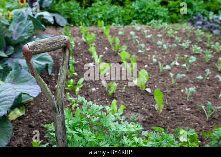 alte hölzerne Garten Spaten umgehen mit Reihen von Gemüse im Hintergrund Stockfoto