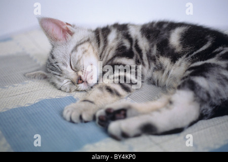Tabby Kitten schlafen Stockfoto