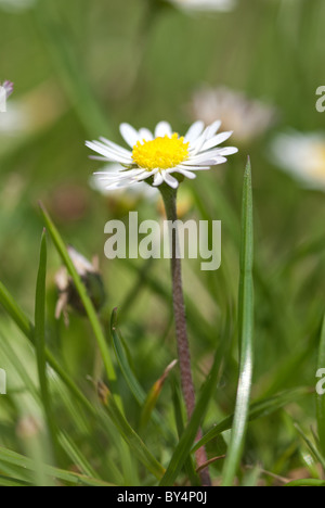 Bellis Perennis - die gemeinsame Daisy eine Quelle von Daisy Chains Sonnenanbeter Stockfoto