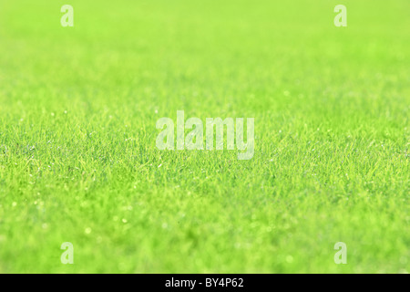 Rasen Stockfoto