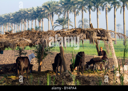 Kuhstall in die Felder Außenseiter Sakkara, Ägypten Stockfoto