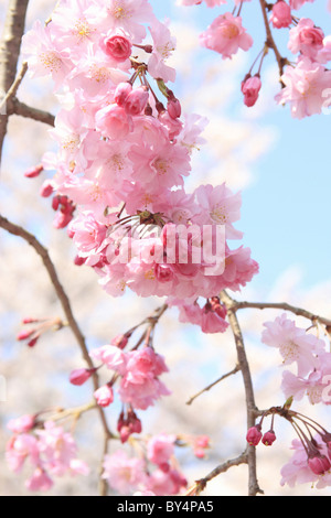 Japanische Weinen Kirschbaum Blüten Stockfoto