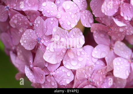 Hortensienblüten Stockfoto