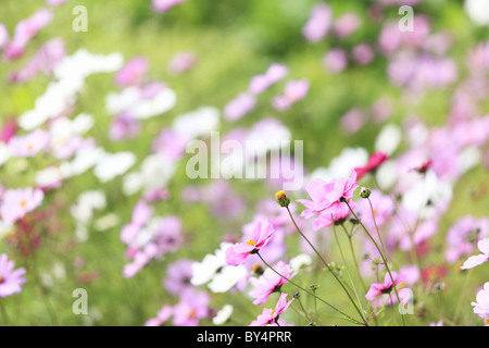 Cosmos Blumen, Präfektur Kyoto, Honshu, Japan Stockfoto