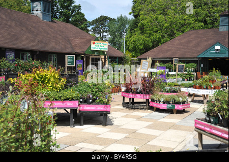 Gartencenter - Sträucher und Beetpflanzen Bereich - UK Stockfoto