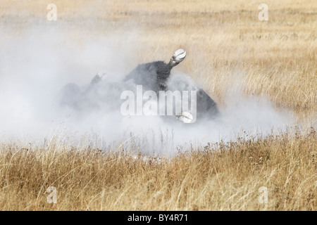 Ein alpha männlichen Erwachsenen amerikanischen Bison Abstauben Baden während der jährlichen Brunft Stockfoto