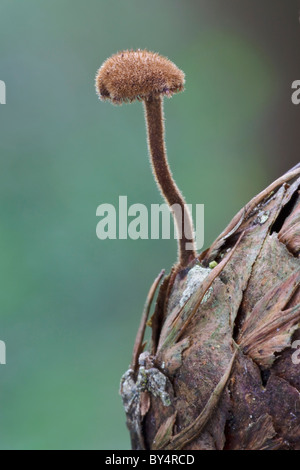 Earpick Pilze wachsen auf einem faulenden Tannenzapfen Stockfoto