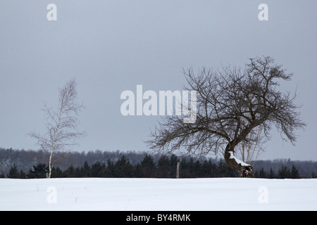 Zwei Bäume in schneebedeckten Feld in Winterlandschaft, New England, USA Stockfoto