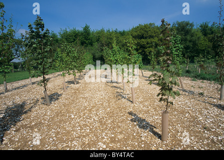 Junge Bäumchen Spitz-Ahorn (Acer Platanoides) Bäume mit Schutz & Unkraut-Steuerung Stockfoto