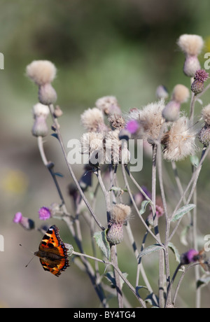 Kleiner Fuchs (Aglais Urticae, Nymphalidae) Schmetterling saugen Nektar aus einer falschen Klette (Arctium Tomentosu) Stockfoto