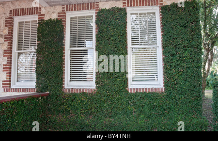 efeu gitter balkon Efeu & Efeuhecke Sichtschutz, Efeu Element & Efeu Zaun kaufen, 180 cm Hhe,  Bis zu 30% Sparen  Efeuria, die Gartenhecken aus Efeu