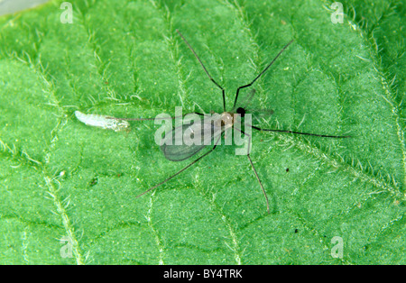 Erwachsenen räuberische Mückenlarven (Aphidoletes Aphidimyza) sind Blattlaus Raubtiere Stockfoto