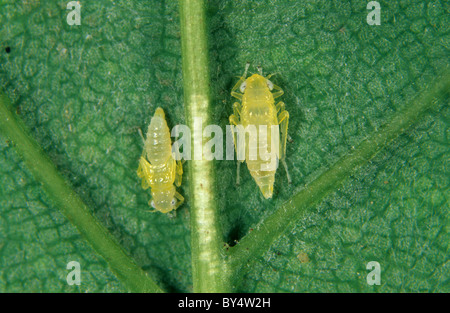 Bergahorn Leafhopper (Edwardsiana Nigriloba) Nymphen auf einem Ahorn Blatt Stockfoto