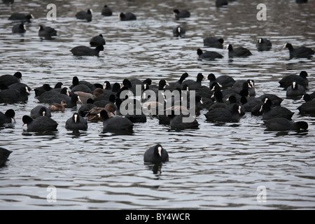 Blässhühner, Schwimmen Stockfoto