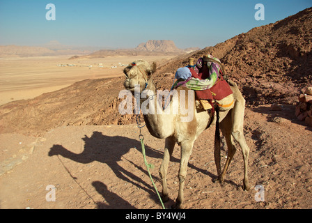 Kamel in der ägyptischen Wüste Beduinen mit Nomadencamp hinter Besitz Stockfoto