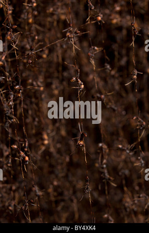 New World Army Ants (Eciton Burchellii) bilden eine lebendige Brücke oder Biwak in Nationalpark Palo Verde, Guanacaste, Costa Rica. Stockfoto