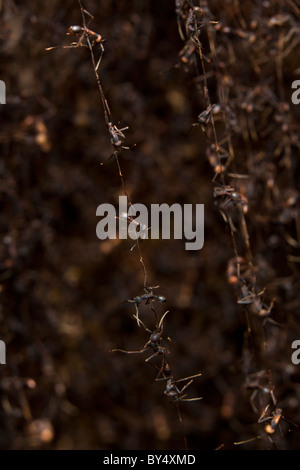 New World Army Ants (Eciton Burchellii) bilden eine lebendige Brücke oder Biwak in Nationalpark Palo Verde, Guanacaste, Costa Rica. Stockfoto