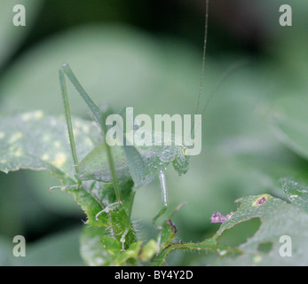 Grüne Grashuepfer Insekt Bug auf Blatt, imitieren, Costa Rica Stockfoto