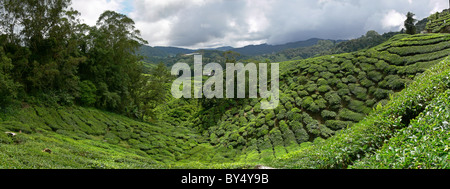 Panoramablick auf der Teeplantage in Malaysia Stockfoto