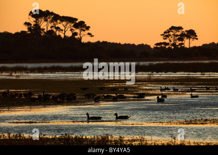 Silhouette Enten und Gänse Schnee sonnen sich im Schein des Sonnenuntergangs in der Chincoteague National Wildlife Refuge in Virginia. Stockfoto