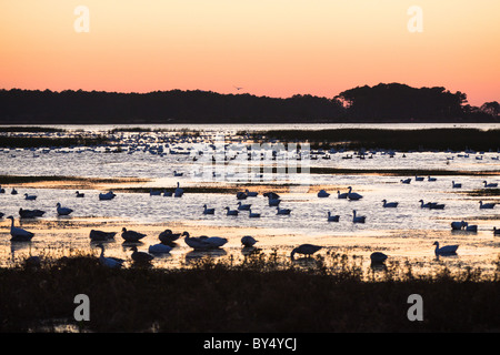 Silhouette Enten und Gänse Schnee sonnen sich im Schein des Sonnenuntergangs in der Chincoteague National Wildlife Refuge in Virginia. Stockfoto