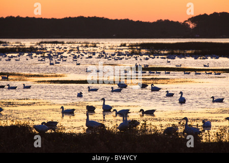 Silhouette Enten und Gänse Schnee sonnen sich im Schein des Sonnenuntergangs in der Chincoteague National Wildlife Refuge in Virginia. Stockfoto