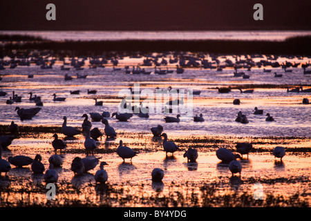 Silhouette Enten und Gänse Schnee sonnen sich im Schein des Sonnenuntergangs in der Chincoteague National Wildlife Refuge in Virginia. Stockfoto