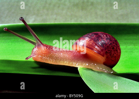 Helix Aspersa, bekannt unter dem gemeinsamen Namen Garten Schnecke ist eine Art von Land Schnecke, pulmonate ffnung. Stockfoto