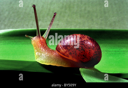 Helix Aspersa, bekannt unter dem gemeinsamen Namen Garten Schnecke ist eine Art von Land Schnecke, pulmonate ffnung. Stockfoto