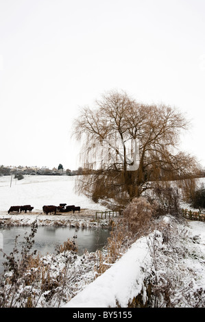 Rinder in einem Feld im Schnee in der Nähe von Ruscombe, Stroud, Gloucestershire, England, Vereinigtes Königreich Stockfoto