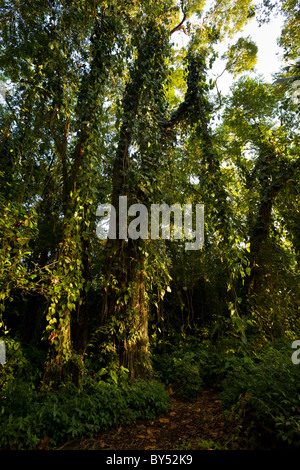 Punta Pirikiki Küstenregenwald Trail im südlichen Puerto Viejo, Costa Rica. Stockfoto