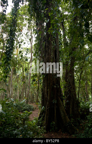 Punta Pirikiki Küstenregenwald Trail im südlichen Puerto Viejo, Costa Rica. Stockfoto