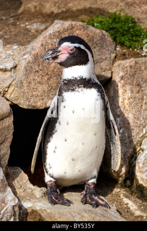 Humboldt-Pinguin (Spheniscus Humboldti) Stockfoto